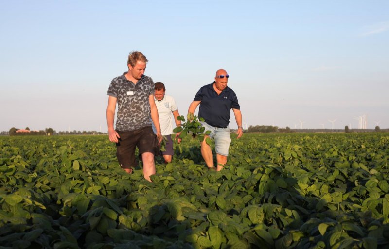 Biologisch akkerbouwer Wouter Klaasse Bos in Dronten zaaide op 10 juni en verwacht de sojabonen tegen half september te oogsten.