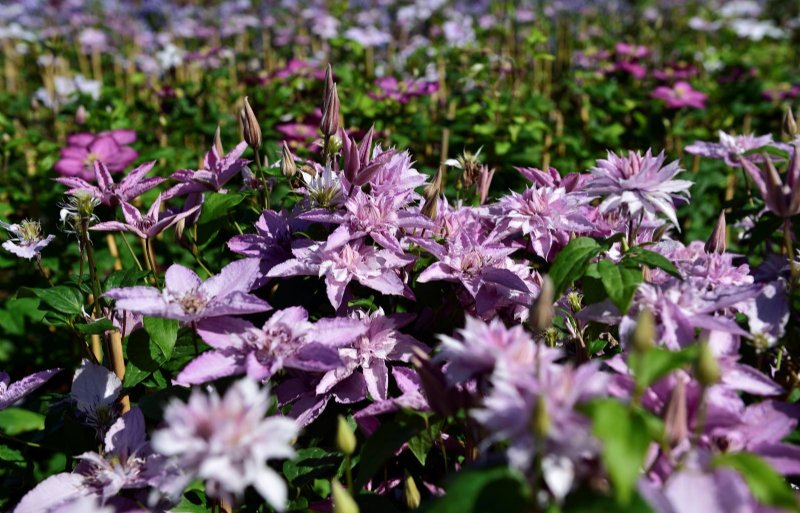 Clematis is het hoofdproduct van de klimplantenkwekerij in Boskoop.
