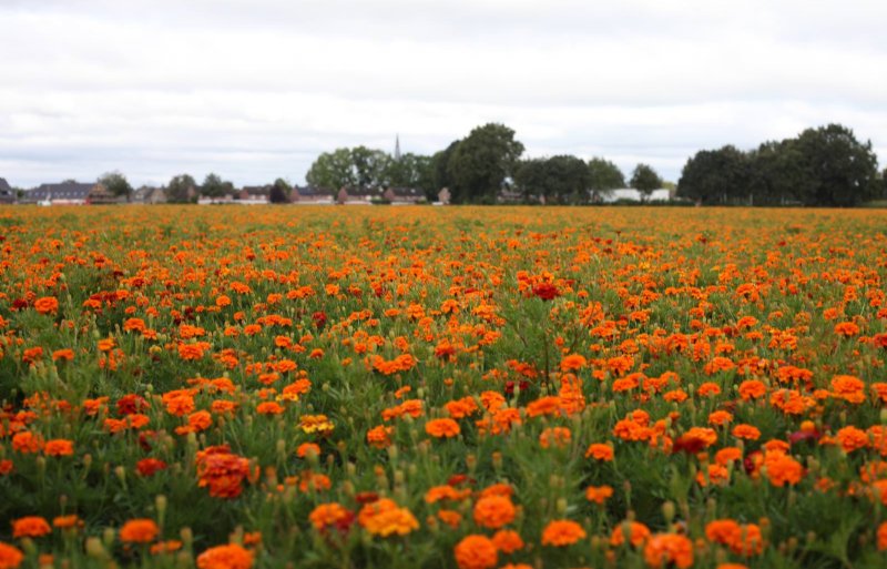 Tagetes past goed na wintergerst en drukt de aaltjespopulatie voorafgaand aan de uienteelt.