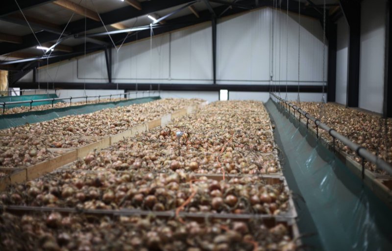 In de nieuwe bewaarschuur is ruimte voor opslag van maximaal 1.400 ton uien.