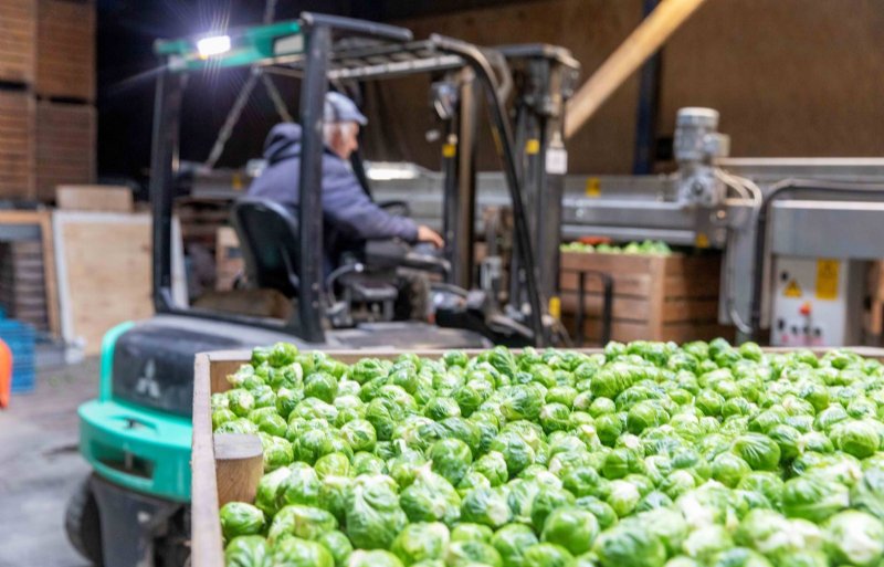 De spruiten van Doff zijn van een prima kwaliteit dit jaar en op het familiebedrijf is inmiddels al een derde van het areaal geoogst.