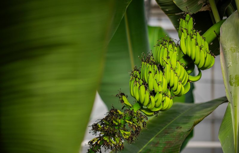 In de kas groeien de eerste diploïde F1-bananen.