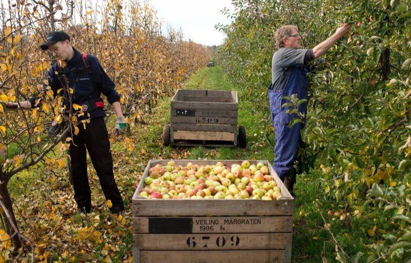 Archieffoto van vader Wim Notermans en zoon Norman tijdens het plukken van de appels.
