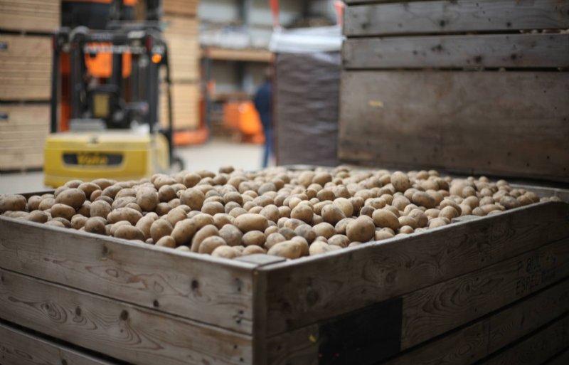 Cammeo van Geersing Potato Specialist is momenteel het grootste robuuste ras bij De Groot.