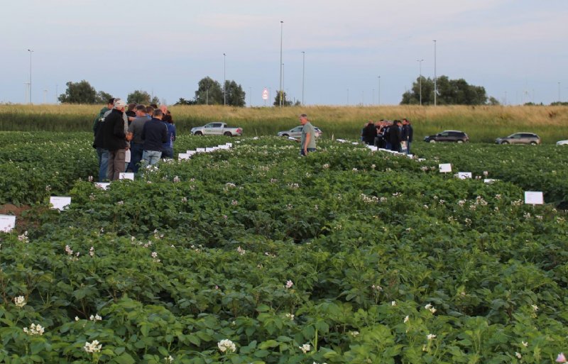 Op de demovelden met robuuste aardappelen was dit jaar rond eind juli nog geen phytophthora te vinden.