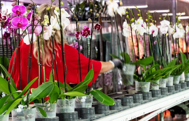 Hark-Sion heeft vermeerderingslaboratoria in Duitsland, Turkije, Taiwan en de Verenigde Staten. Kassen heeft het bedrijf in het Zuid-Hollandse De Lier en in het Canadese Edmonton. Wereldwijd werken er 650 mensen bij de orchideeënkweker. De grootste afzetmarkten voor Hark-Sion zijn Europa, de Verenigde Staten en Brazilië.