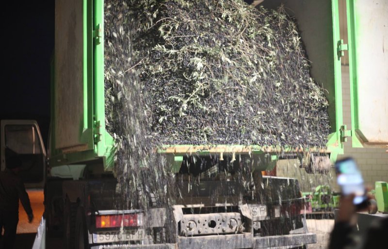Een volle vracht olijven van een collega-teler worden gelost in een stortbunker.