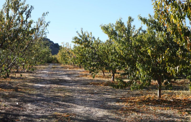 De perzikboomgaard van Gregoria Escuin in het Spaanse Calanda.