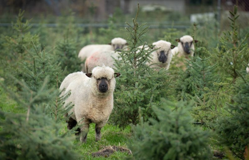 Shropshire-schapen houden het gras tussen de dennen kort.