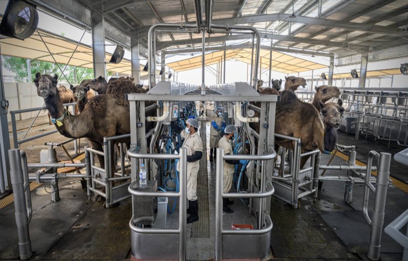 Saudi-Arabië investeert de laatste jaren fors in de vlees- en zuivelproductie, ook in kamelenfarms.