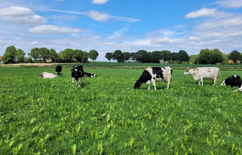 De koeien van Luuk Maas grazen in een grasland met klavers en kruiden.
