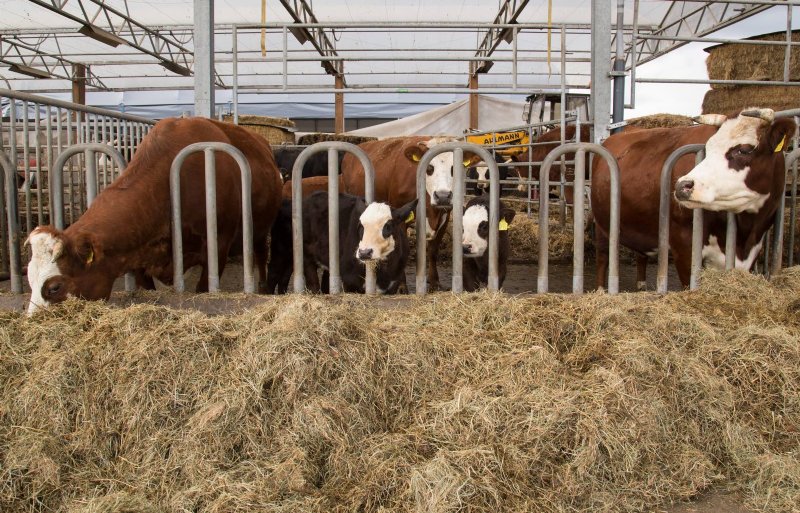 Jaren experimenteren leverde een uitgekiend systeem met meerdere mogelijkheden op om het kalf bij de koe te houden.
