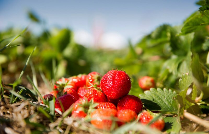 Ruim 80 procent van alle Nederlandse aardbeien wordt geteeld in de provincie Noord-Brabant.