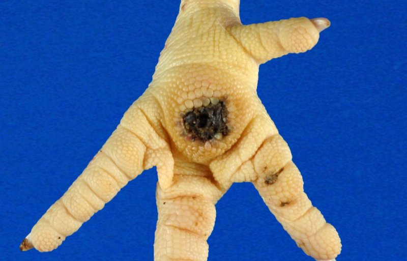 Het zure strooisel verlaagt het aantal kuikens met voetzooldermatitis flink.