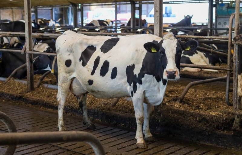De Zuid-Hollandse melkveehouder vult de diepstrooiselboxen in de stal zijn met een mengsel van stro en paardenmest.