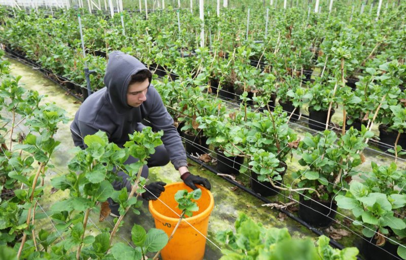 Voor het oogsten, snoeien en verwijderen van onkruid huurt de kwekerij nu twee Oekraïners in.