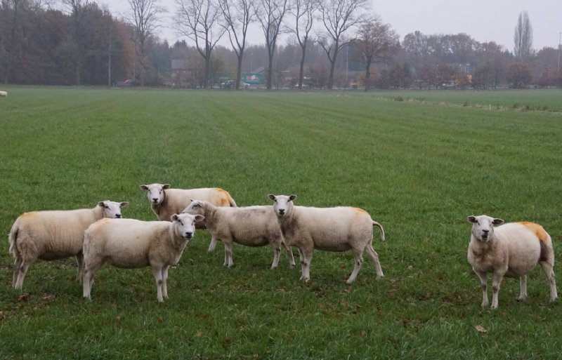 Op zijn graszaadpercelen laat akkerbouwer Gert van Oort in Heesch schapen grazen.