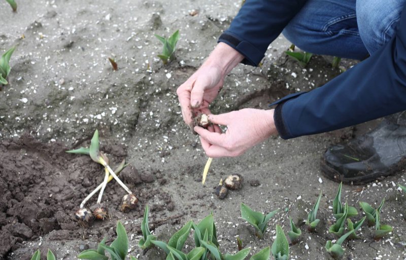 Bollenteler Maarten Oijevaar haalt wat tulpenbollen naar boven om te beoordelen of ze hebben geleden van het wateroverschot.