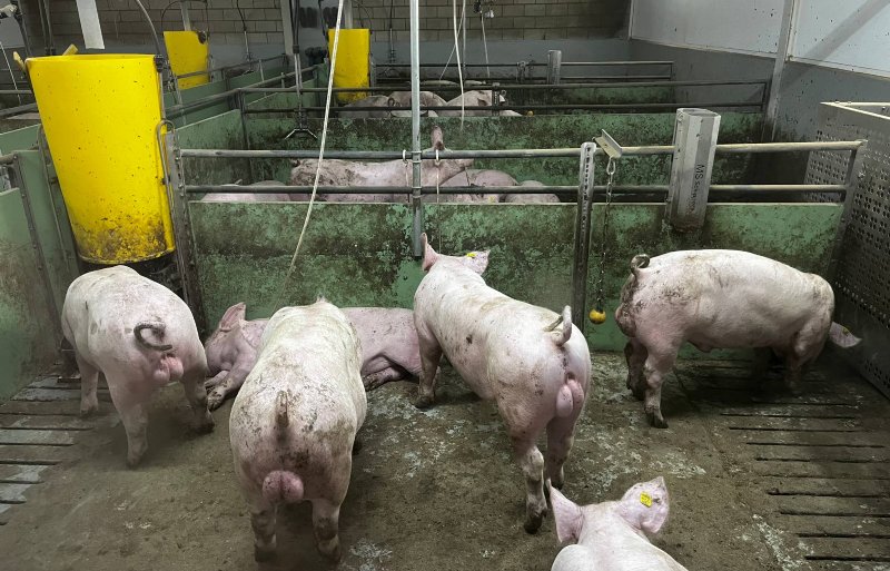 De eerste ronde varkens bij HyCare demobedrijf ‘De lange staart’ in het Brabantse Bladel.