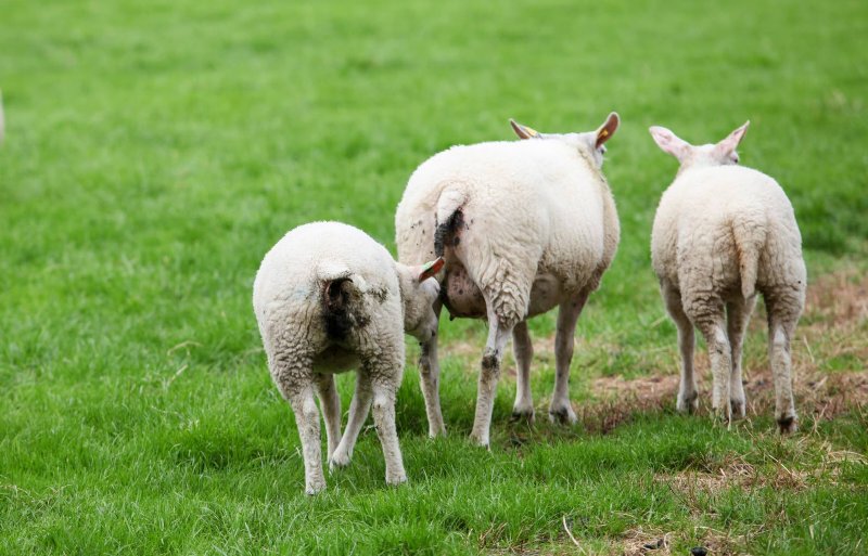 Vieze staarten en bevuilde wol vergroten de kans op ziekte.