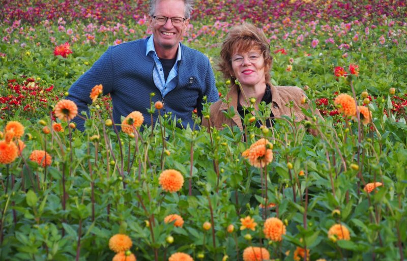 John en Johanna Huiberts, bloembollentelers in Sint Maartensvlotbrug