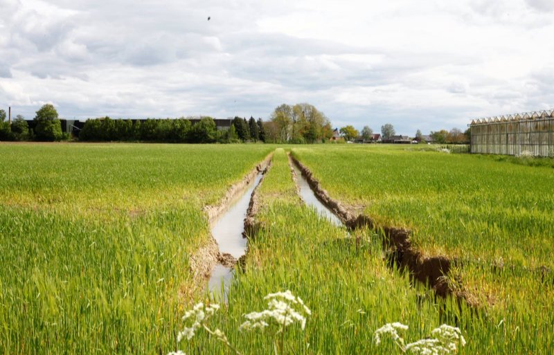 Diepe spuitsporen op een graanperceel in de Achterhoek, eind april 2024. De wateroverlast is zichtbaar.