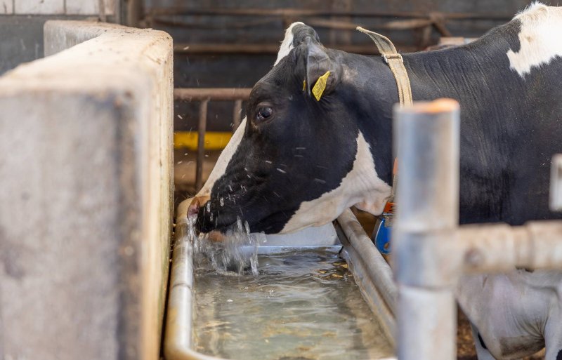 Koeien hebben door lekstroom moeite met drinken van water.
