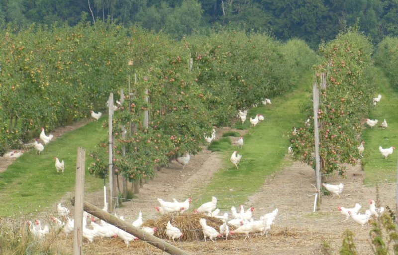 Met fruitbomen is het mogelijk extra opbrengsten te genereren, al kost het meer arbeid.