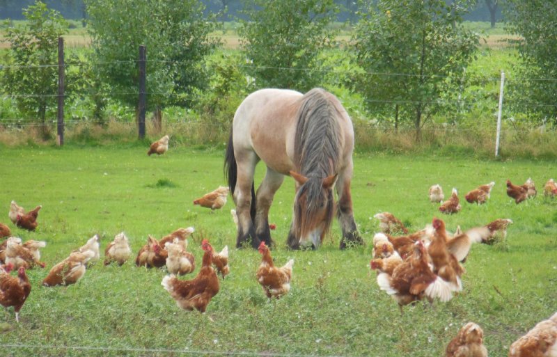 Kippen gaan gemakkelijker naar buiten als er ook grote grazers in de uitloop zijn.