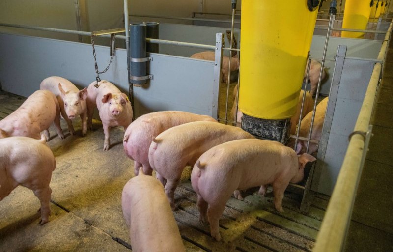 De combinatie van de duurzaamheidscockpit met Sustell brengt de hele CO2-voetafdruk van het varken in beeld.
