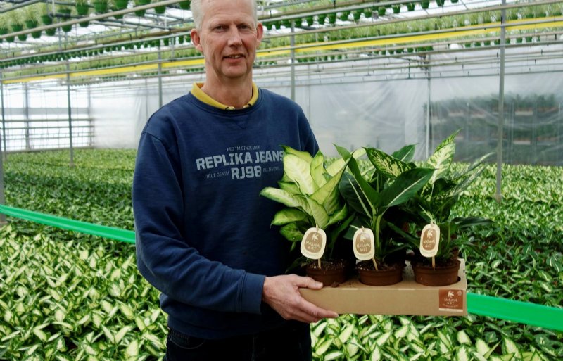 Rob Wubben, operationeel directeur bij Elstgeest Potplanten in Nieuwe Wetering