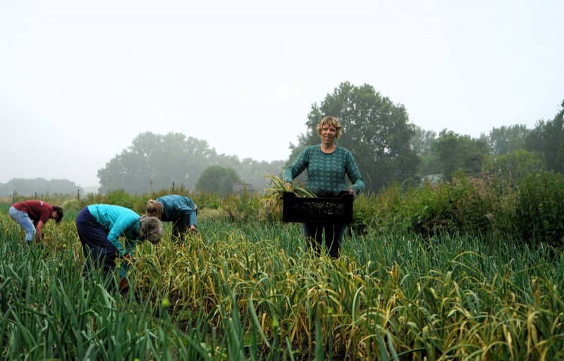 De oogst bij Herenboerderij De Groote Heide in Soerendonk.