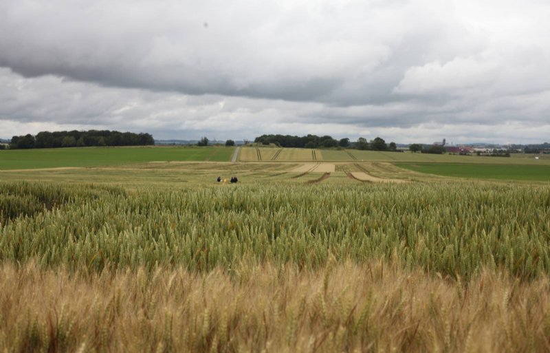 Het proefveld van Asur Plant Breeding in de buurt van het Noord-Franse Compiègne.