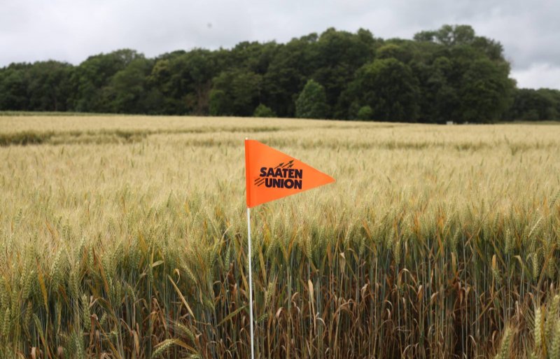 Asur Plant Breeding is onderdeel van Saaten-Union, een samenwerkingsverband van zeven middelgrote Duitse kweekbedrijven.