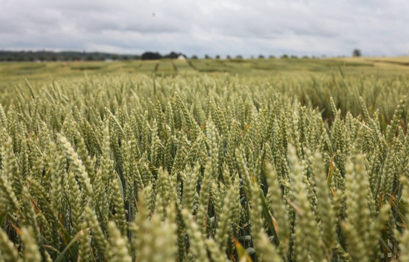 Hybridetarwe ontstaat door een kruising van twee zuivere inteeltlijnen.