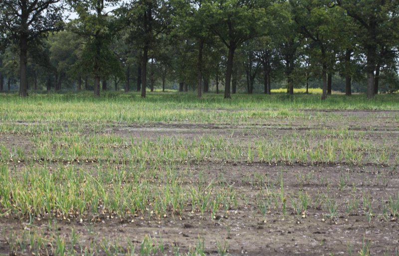 Plekken met wegval van planten op het perceel van Van den Eijnden nabij Steenbergen.