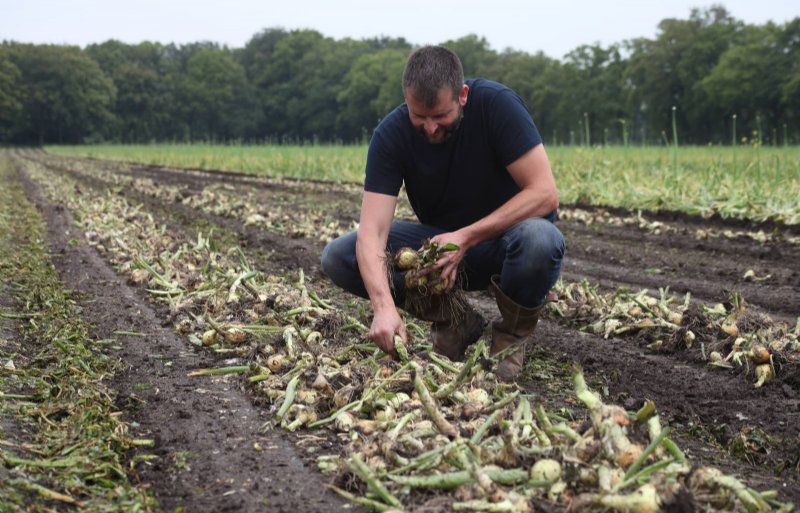 Akkerbouwer Erwin van den Eijnden verbaast zich over de mooie wortelpruik aan de plantuien.