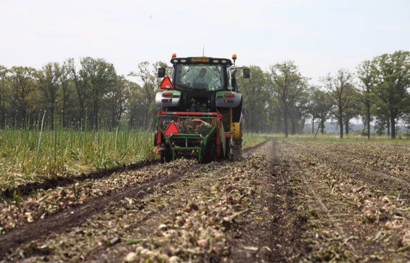 'Het houdt niet over', zei een chauffeur van loonwerker Hage donderdag over het rooien van de plantuien.