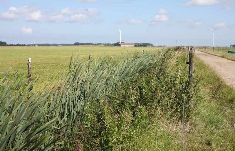 Lisdodde overwoekert in een deel van de in totaal 800 meter lange helofytensloot van Aeres Farms in Dronten.
