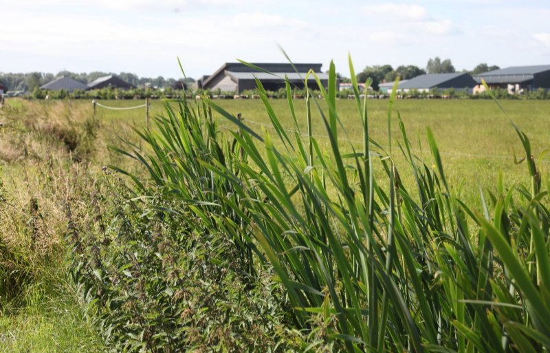 Begroeiing in de helofytensloot bij Aeres Farms in Dronten.