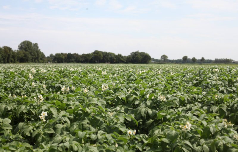 De stand van de aardappelen begin juni. Hier worden twee irrigatiemethoden beproefd.