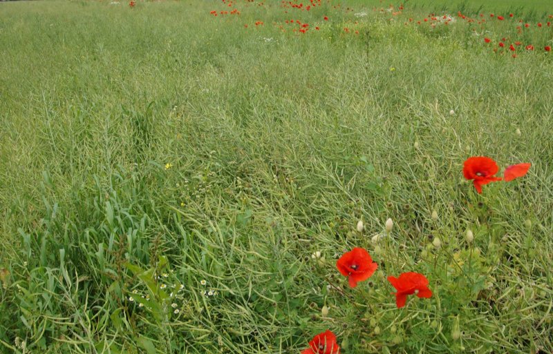 De teelt van koolzaad is  relatief milieuvriendelijk en brengt biodiversiteit in het landschap.