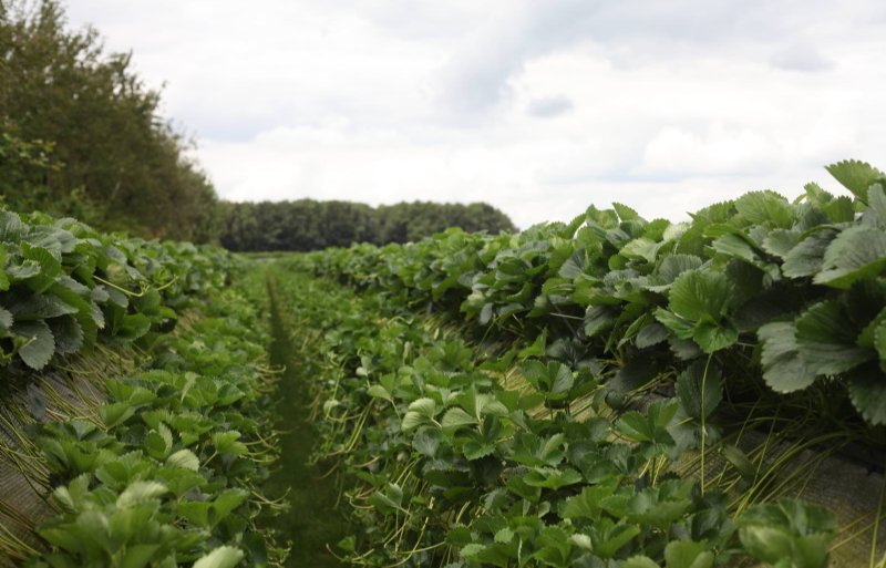 In totaal teelt Van de Zanden 5 hectare aardbeienstekplanten op stellingen.