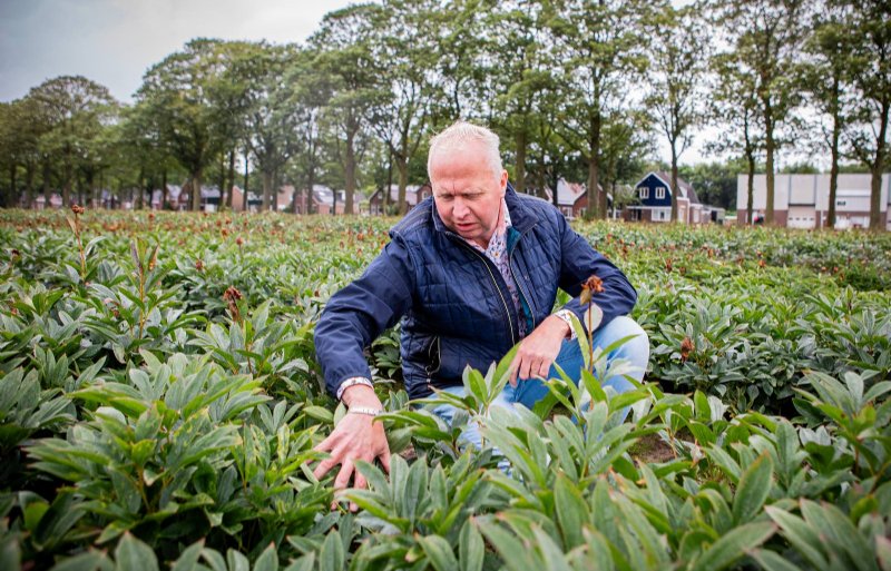 Akkerbouwer Bert Bruins op een van zijn percelen in Ter Apel. Ondanks het natte voorjaar is hij begin juli best tevreden met de stand van zijn gewassen.