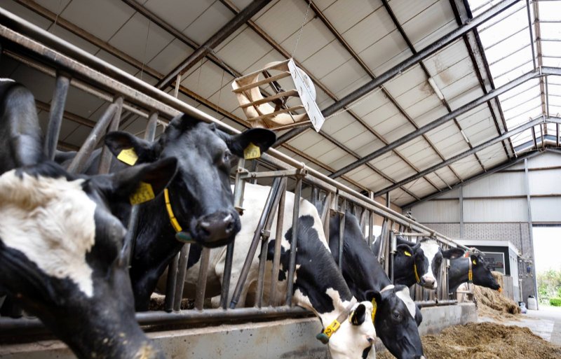 De melkkoeien kunnen naar alle stallen lopen om te eten. De ventilatoren zorgen automatisch voor een koele bries.
