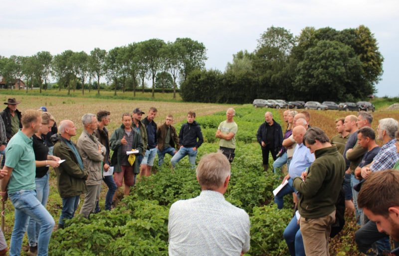 Discussie op het demoveld over de mate van resistentie tegen phytophthora van robuuste aardappelrassen.