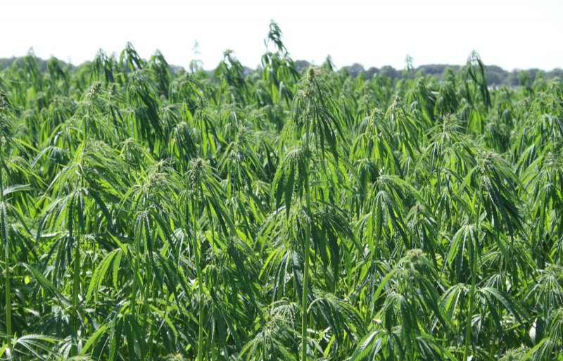 Vezelhennep telen als biobased bouwmateriaal heeft toekomst.