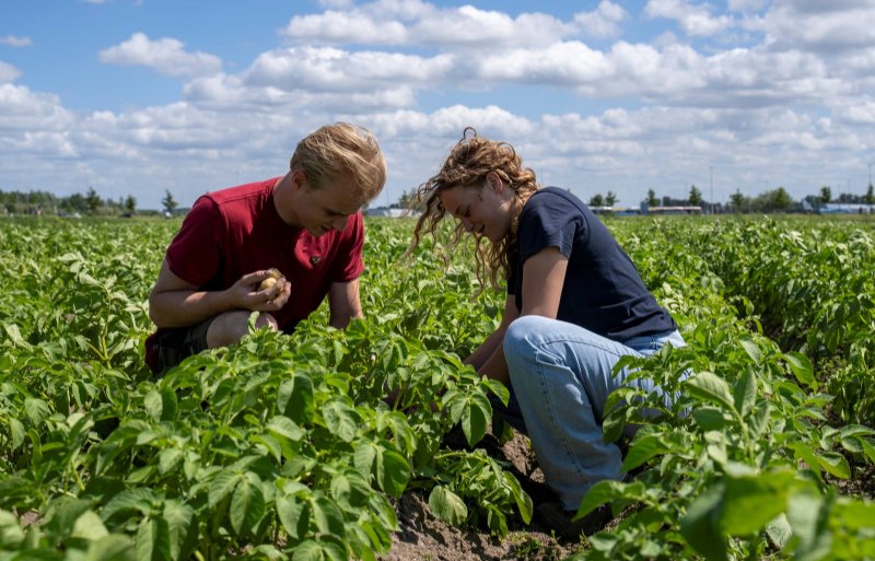 Noor Schieman en Frank Groot bekijken de biologische tafelaardappelen. Phytophthora zorgt voor de nodige hoofdbrekens.