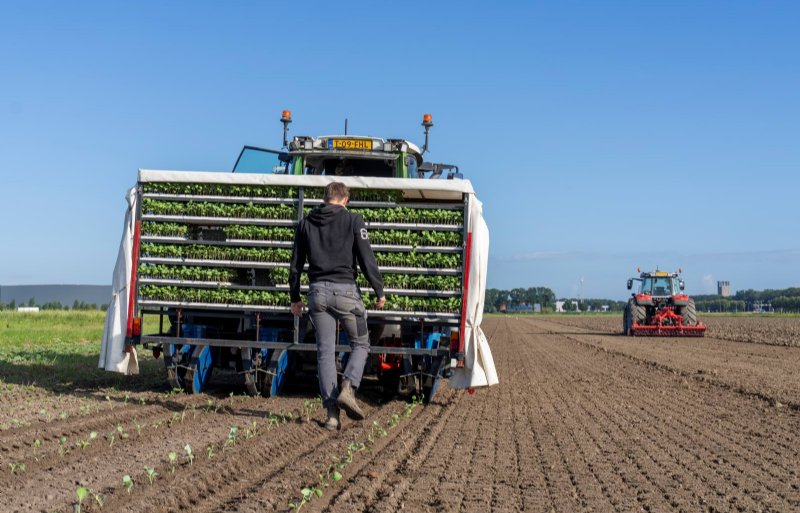 Broccoli planten begin juli. De meeste machines worden thuis geleend, waarvoor een vergoeding wordt betaald.