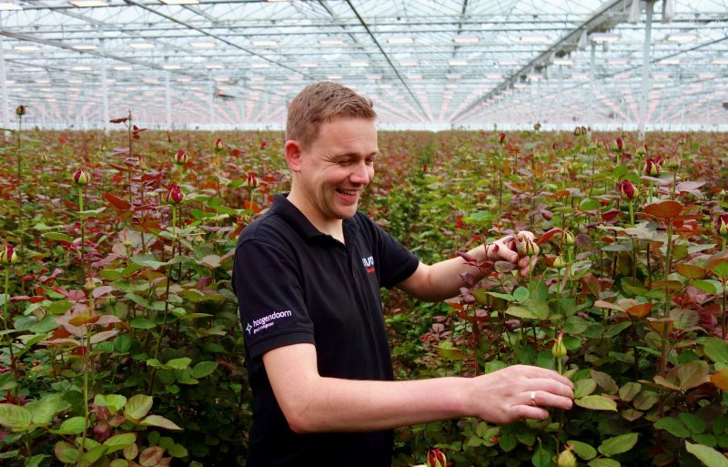 Erwin van Adrichem is een van de telers van rozenkwekerij Marjoland in Waddinxveen.